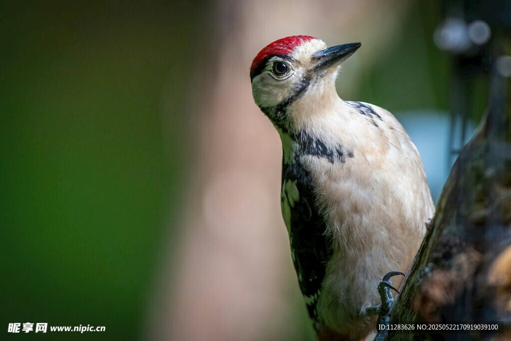 红顶啄木鸟栖息树干