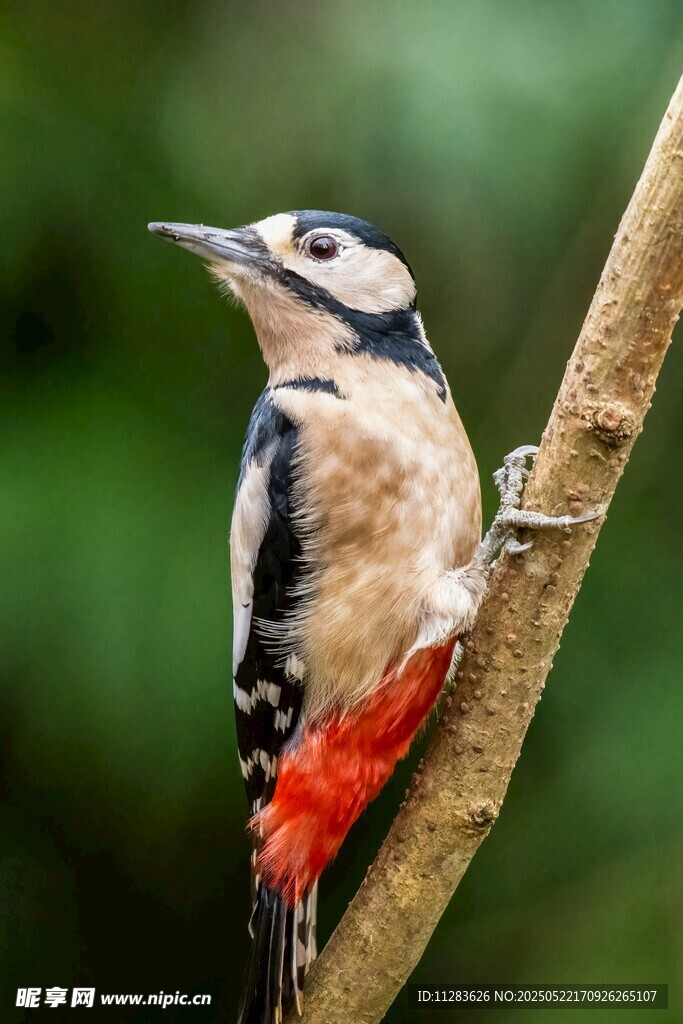 啄木鸟栖息于树枝上