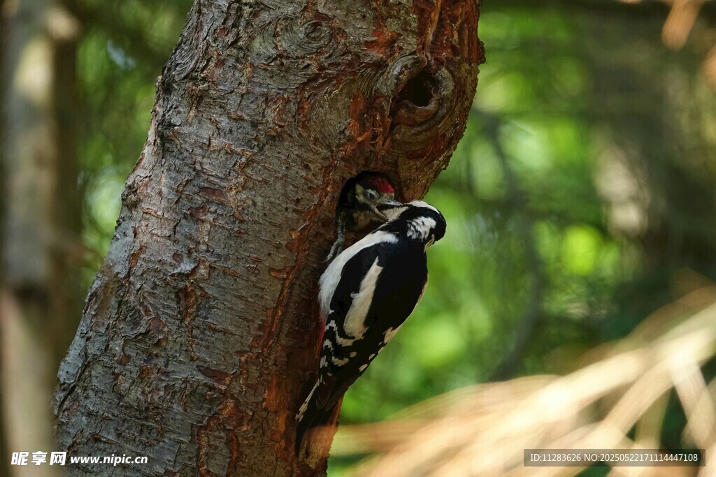 树干上的啄木鸟