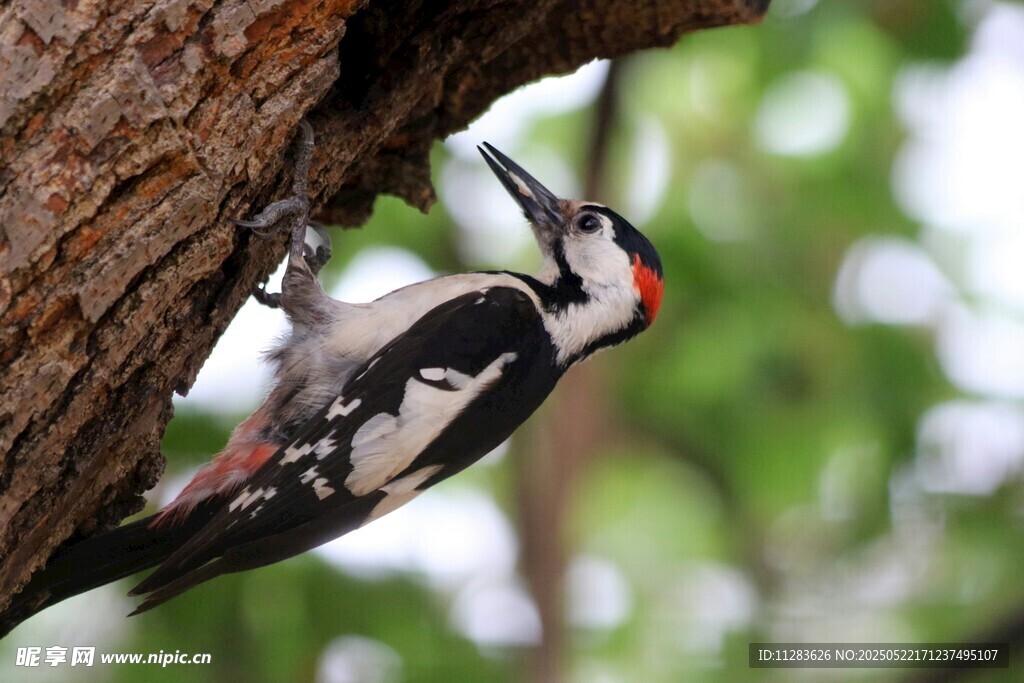 啄木鸟树干上专注觅食