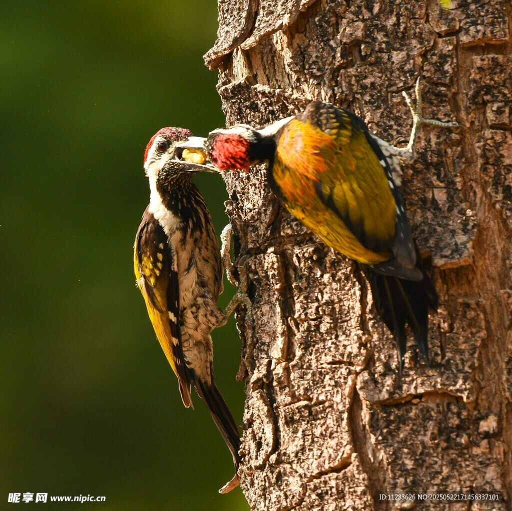 啄木鸟树干上亲昵互动