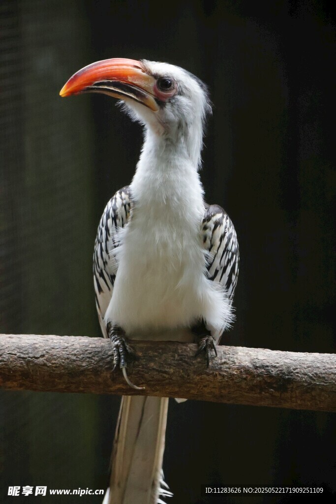 白弯嘴犀鸟栖息于枝头