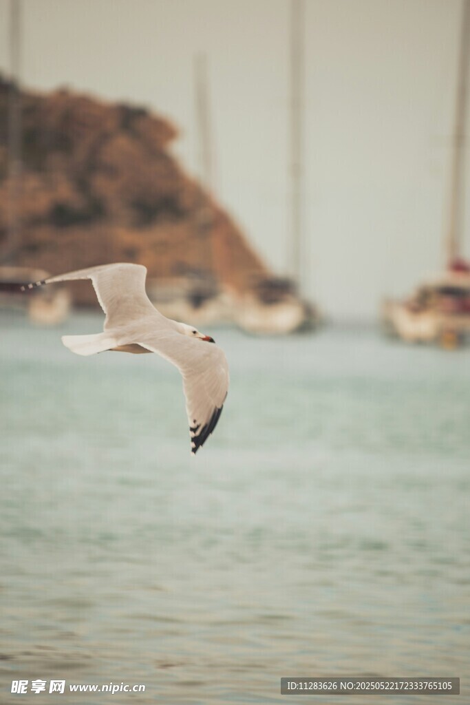 海鸥翱翔于海面