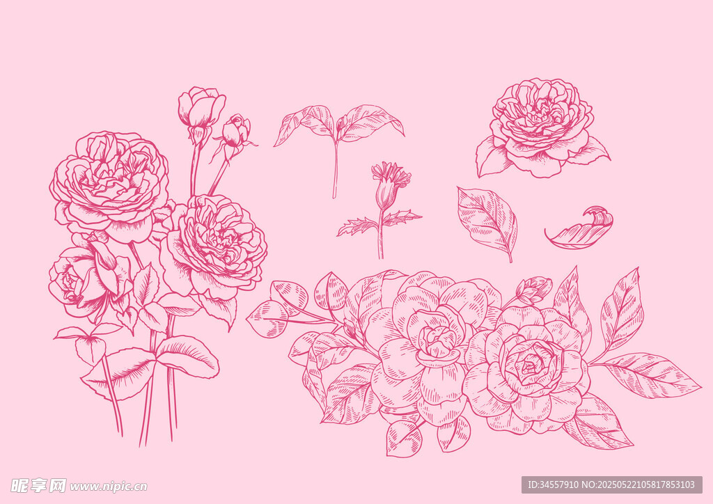 玫瑰 花 线条 速写