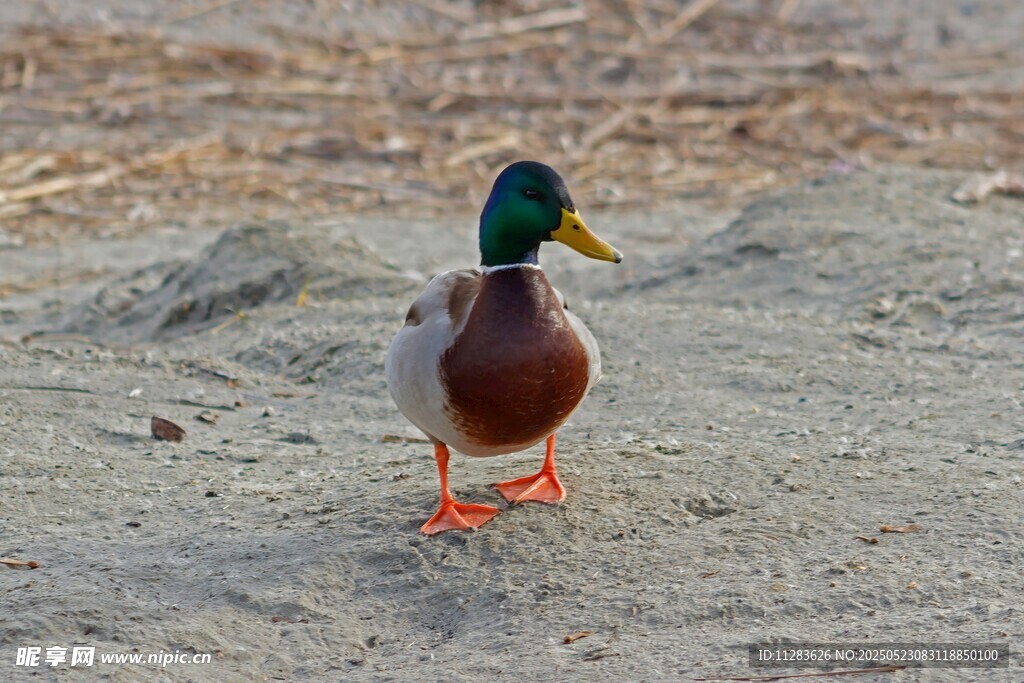 沙滩上的绿头鸭