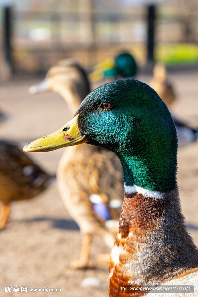岸边的绿头鸭群