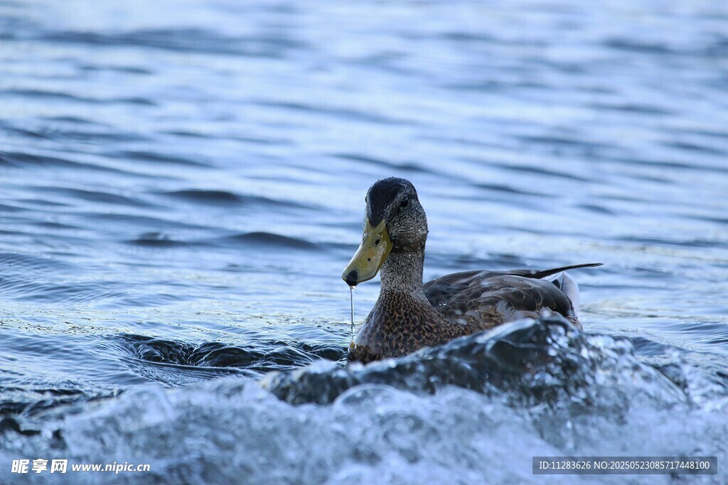 水中畅游的鸭子