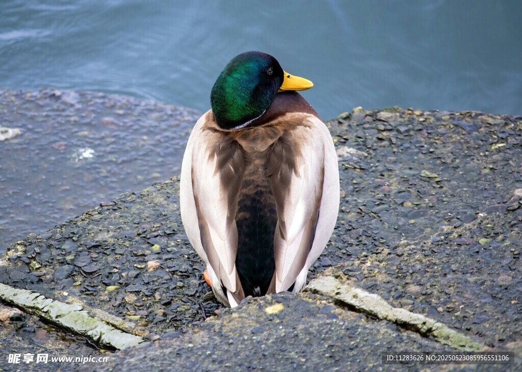 岸边休憩的绿头鸭