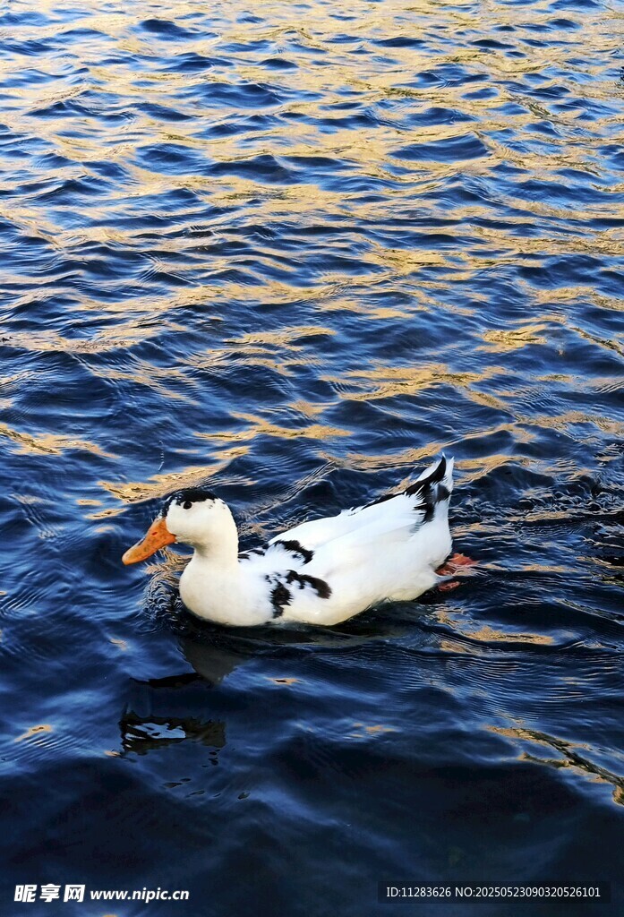水中游弋的黑白花鸭子