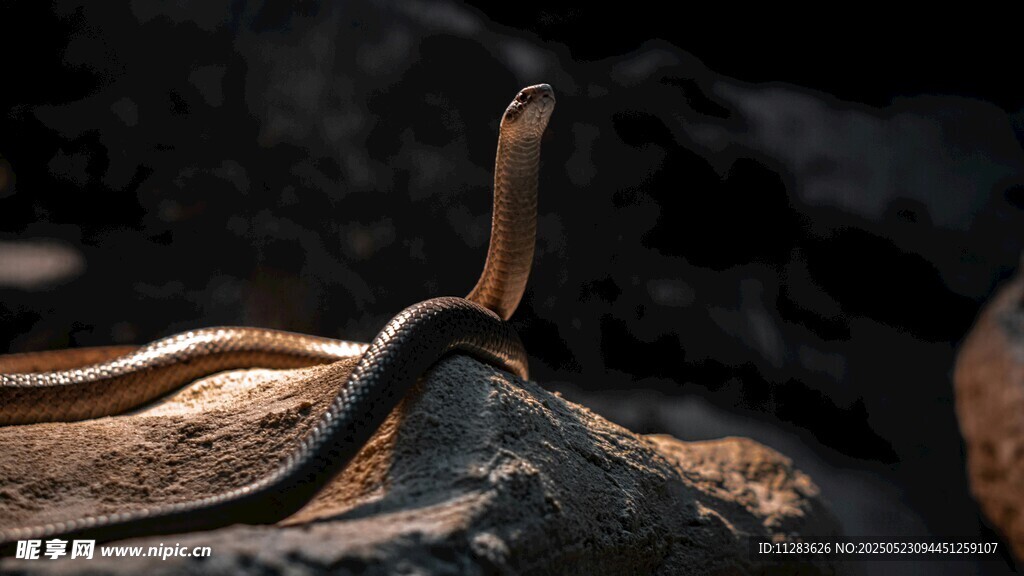 岩石上的昂首眼镜蛇