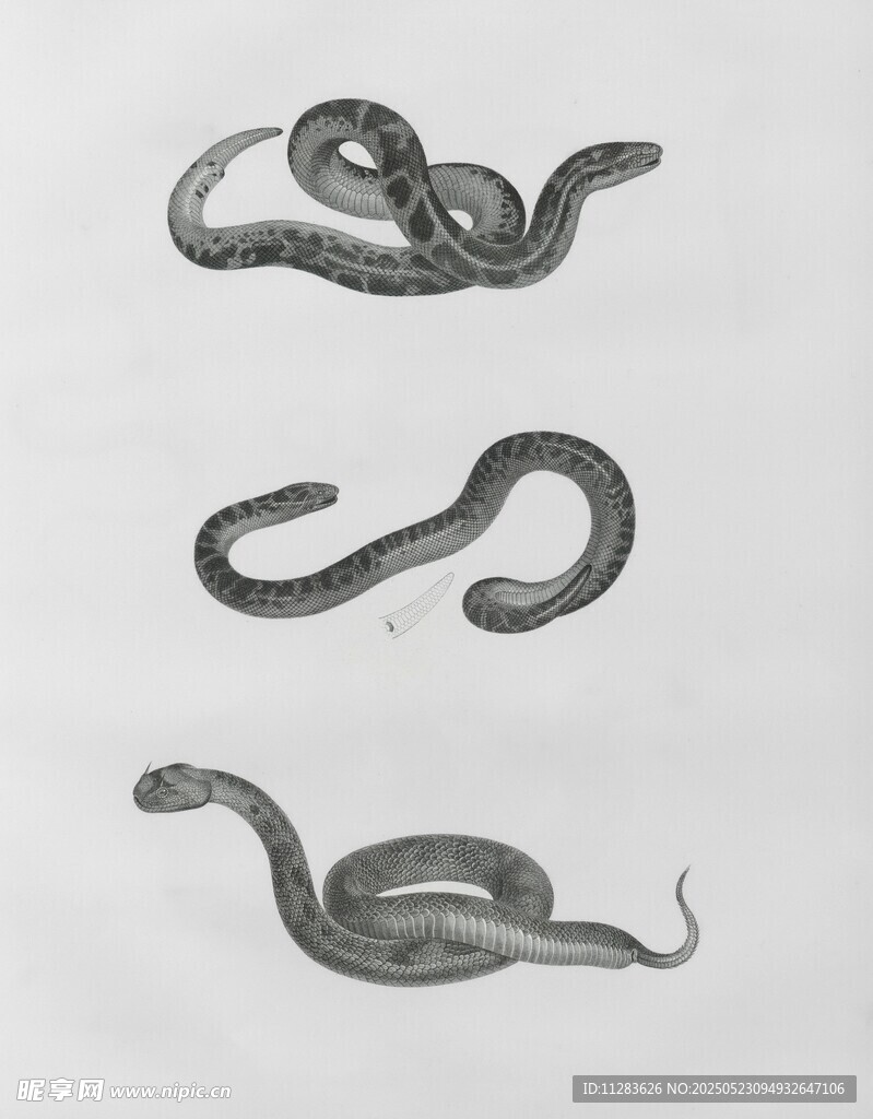 手绘蛇类图案展示