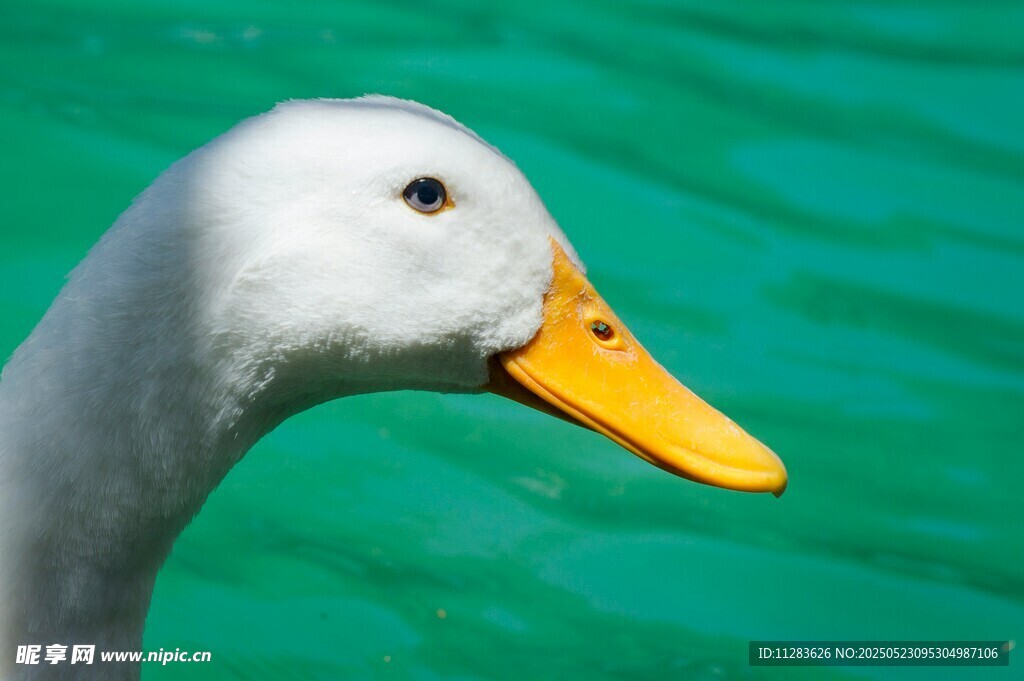 白鸭特写