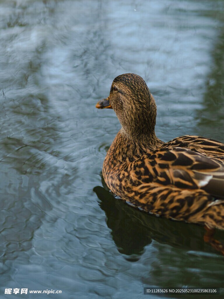 水中游弋的斑纹鸭子