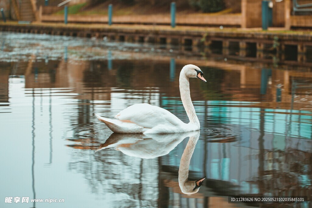 湖中游弋的优雅白天鹅