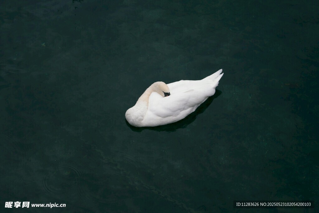 水面漂浮的白色物体