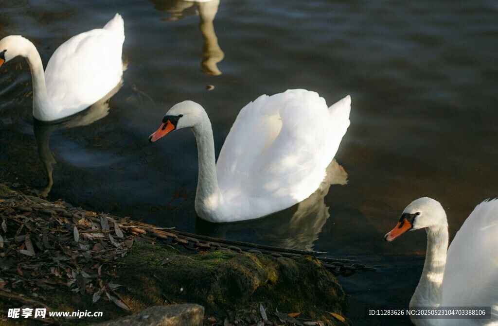 岸边优雅的天鹅群