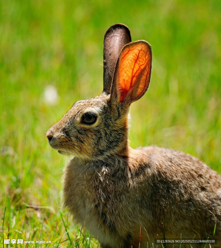 草地上的可爱野兔