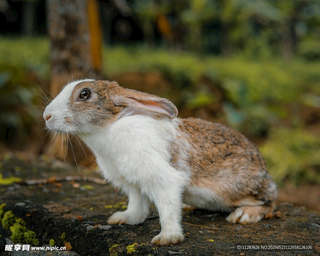 可爱棕白相间兔子户外照