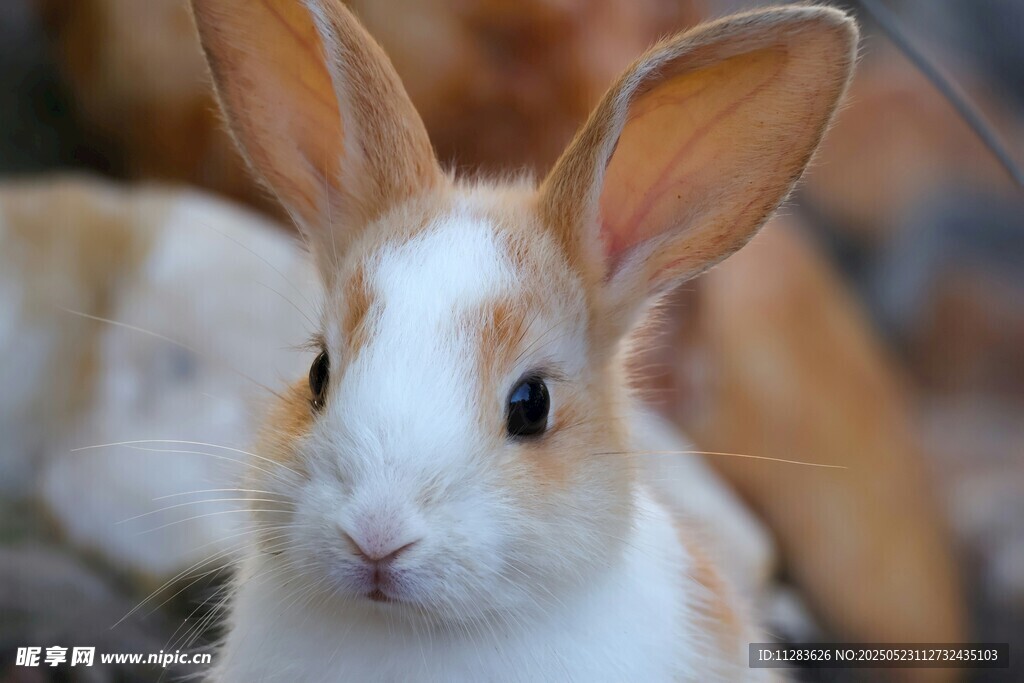 可爱白兔特写