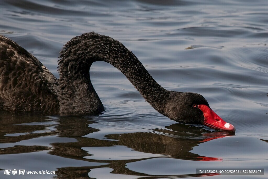 黑天鹅水中优雅觅食