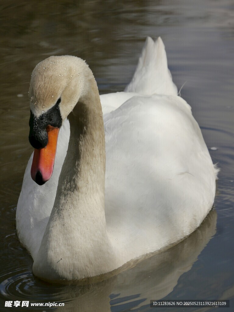 优雅天鹅水中悠然游弋