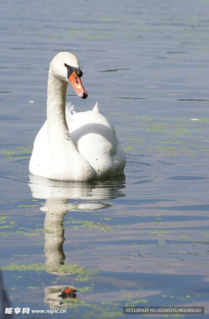 水中优雅天鹅