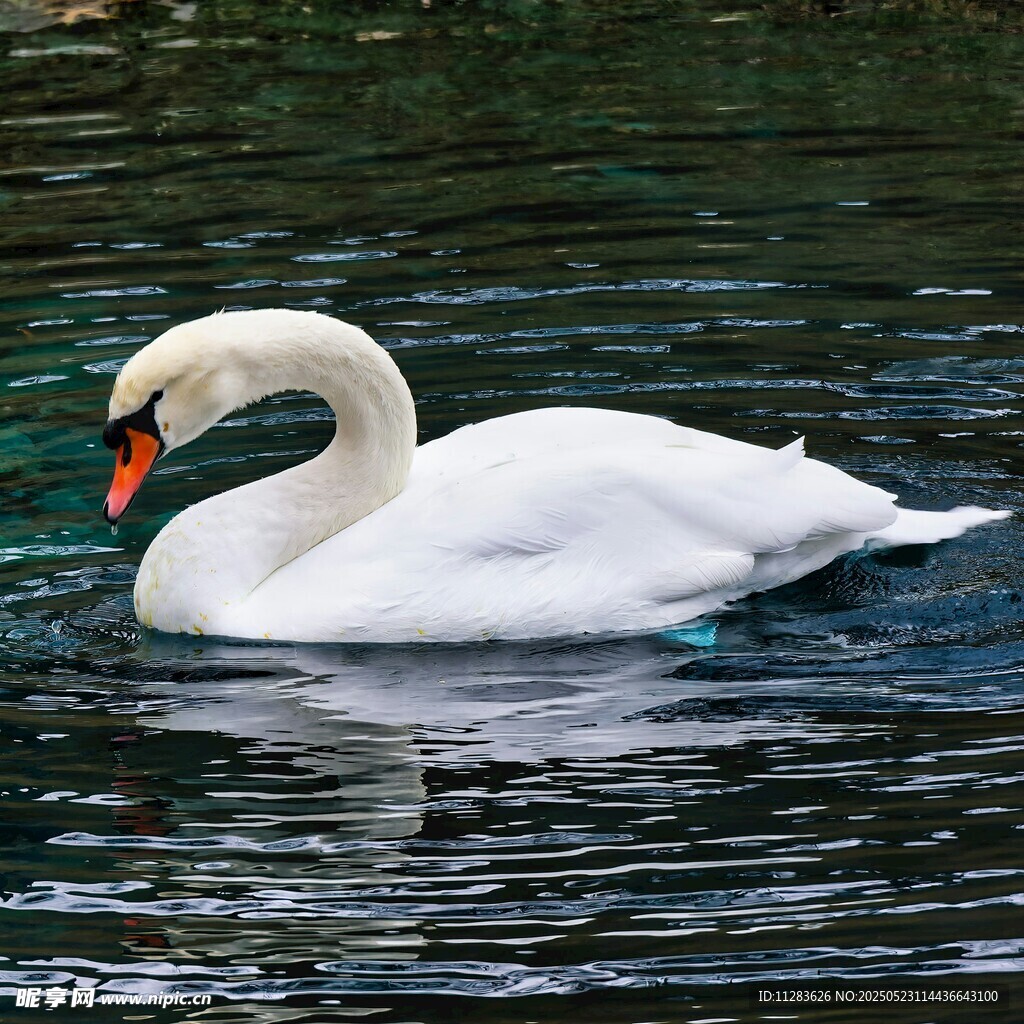 优雅天鹅水中悠然游弋
