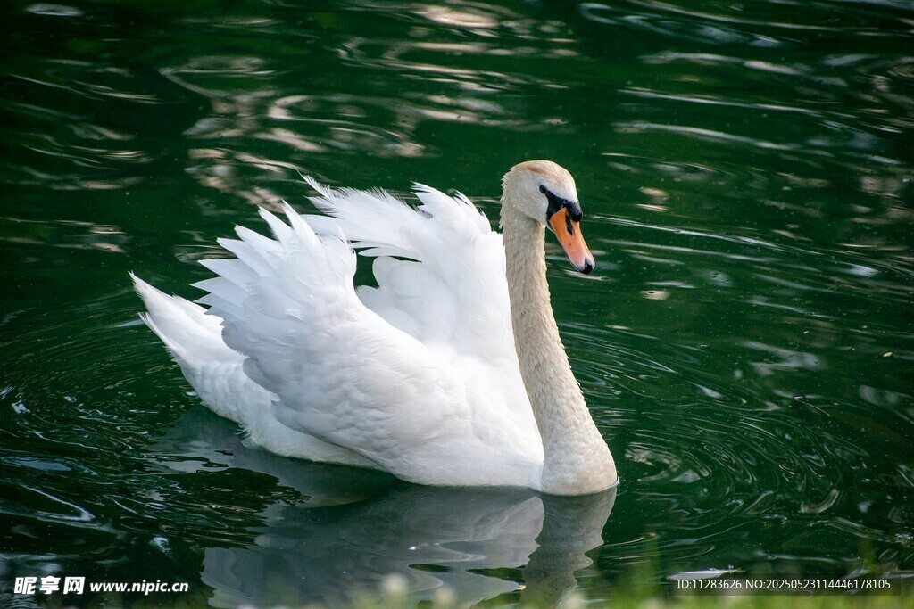优雅天鹅水中悠然游弋