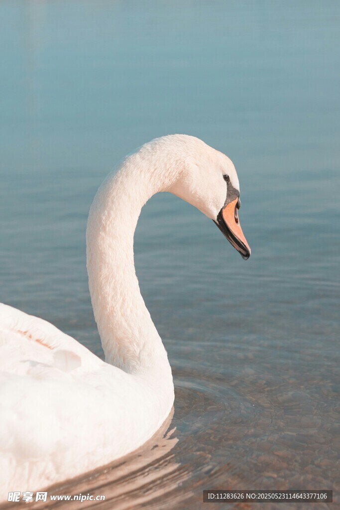 优雅天鹅水中悠然自得
