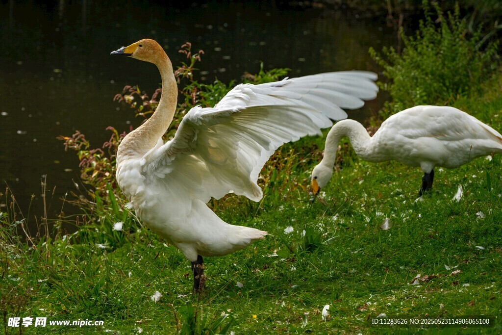 白鹅展翅于草地