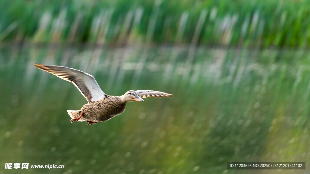 野鸭于湖面上方展翅飞翔