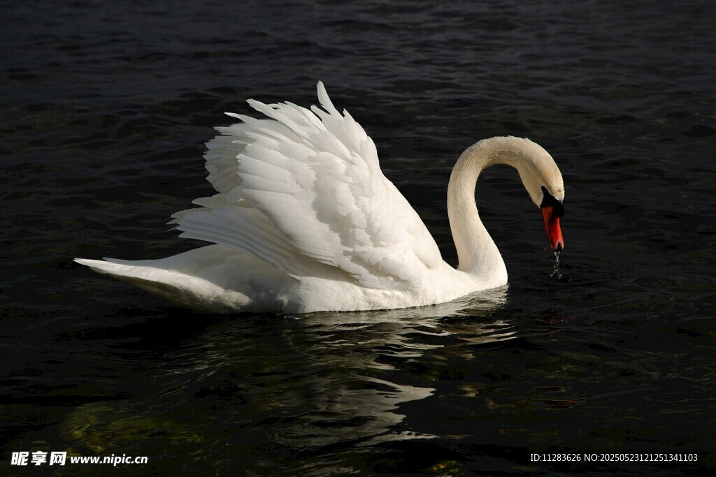 优雅天鹅水中展翼