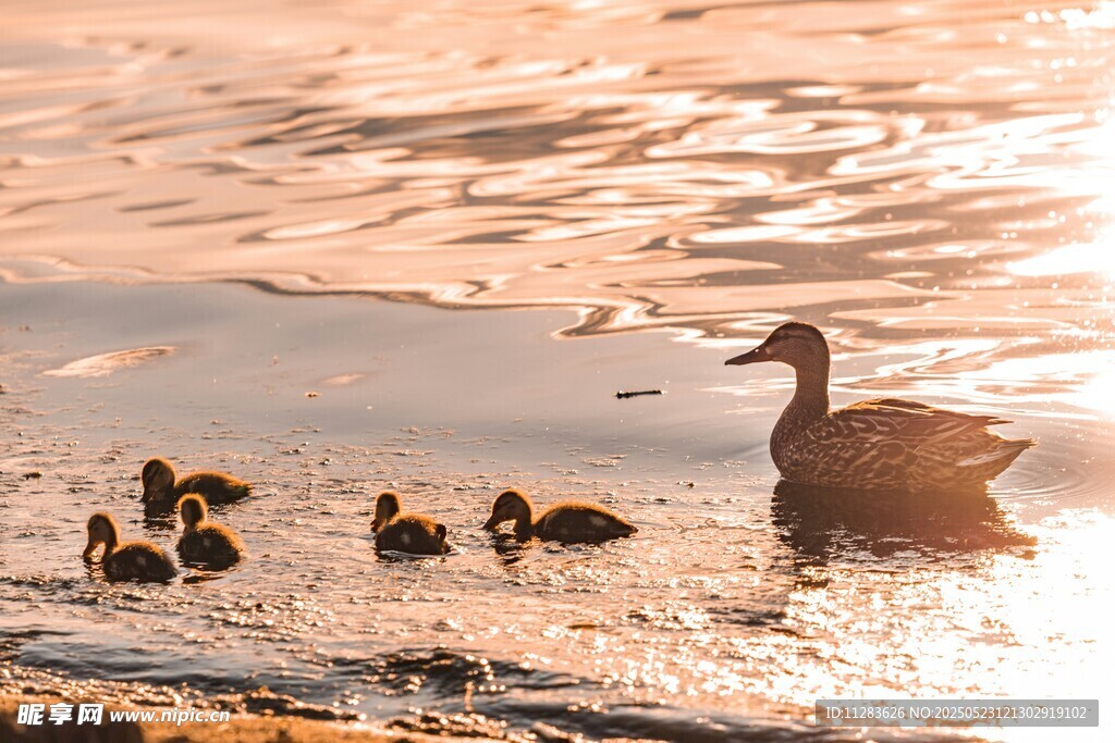夕阳下母鸭带小鸭戏水