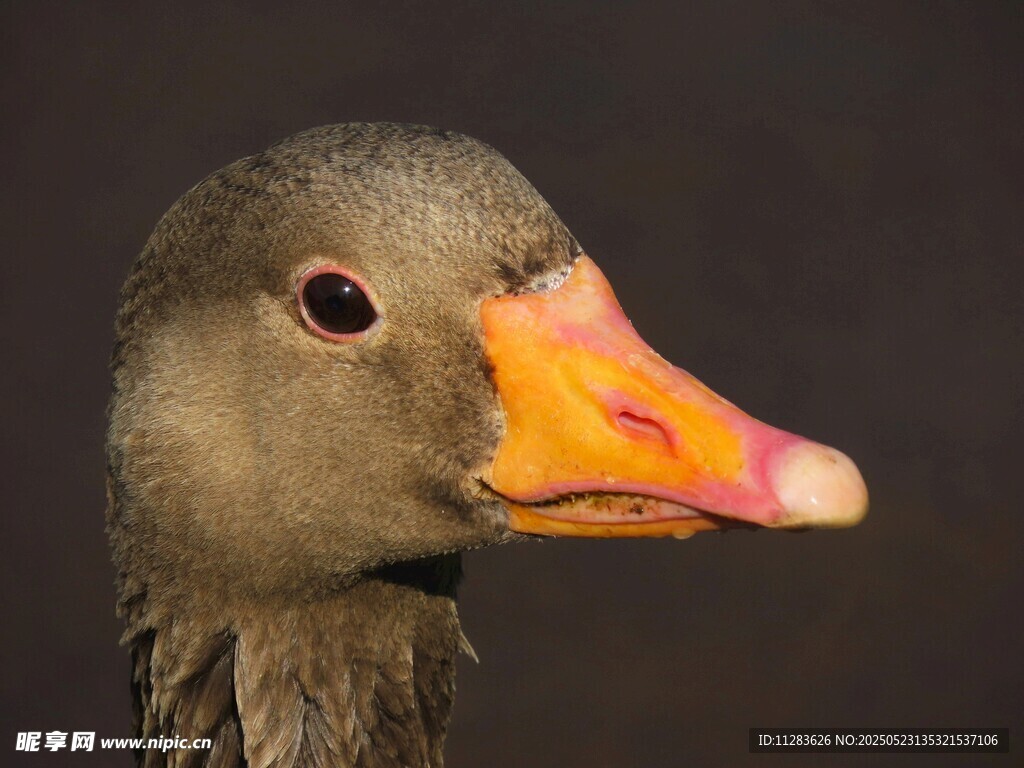 灰鹅特写
