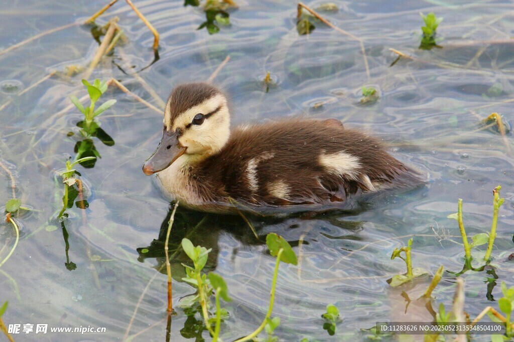 水中小鸭子悠游