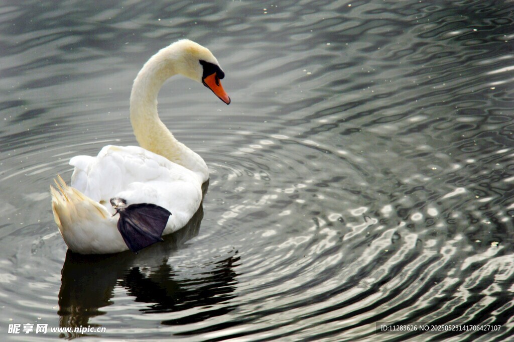 优雅天鹅于水面悠然游动