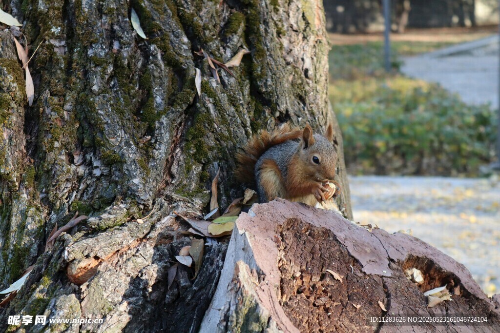 树干旁的可爱小松鼠