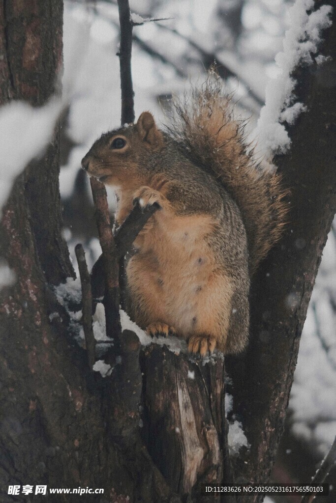 雪地中松鼠栖息于树枝间