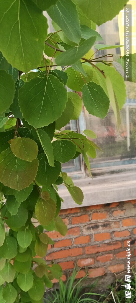 绿叶垂挂于砖墙之上