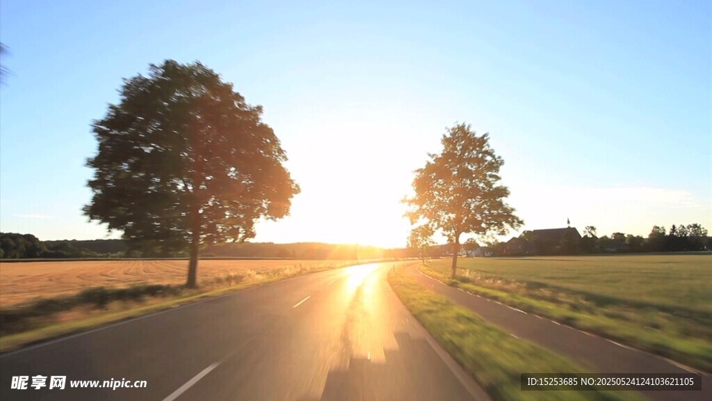 夕阳下路旁双树美景
