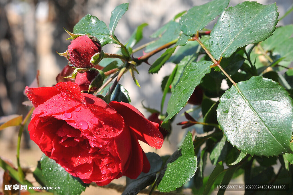 娇艳红玫瑰绽放枝头