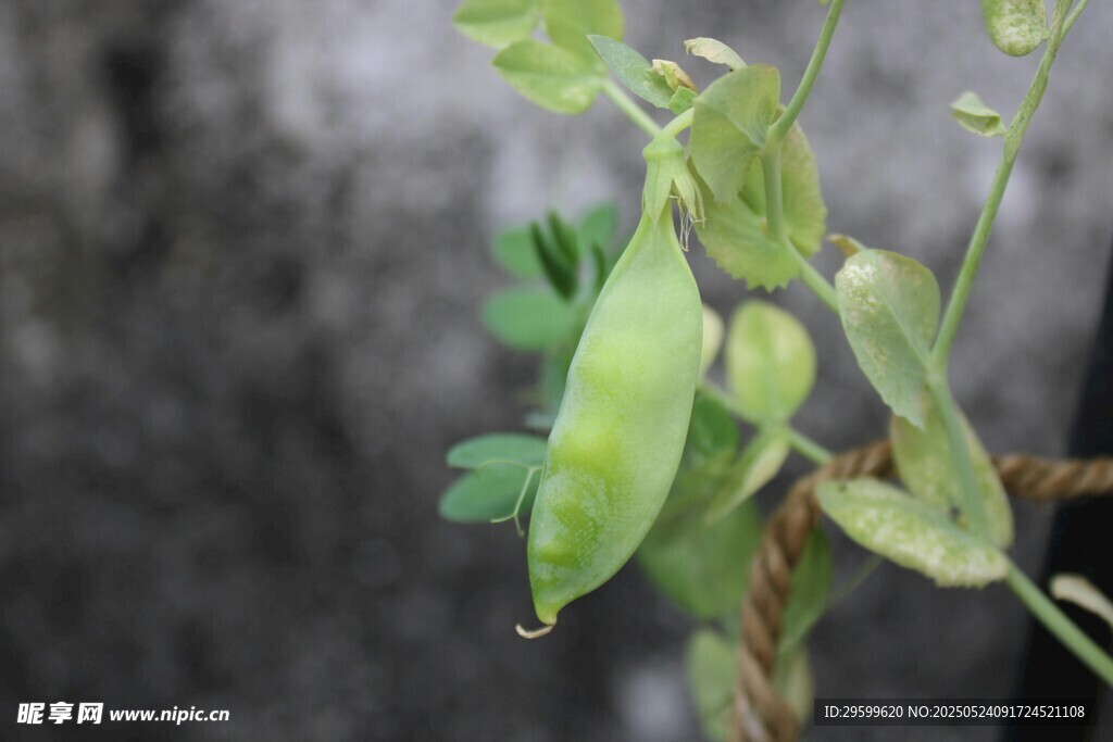 生长中的鲜嫩豌豆荚