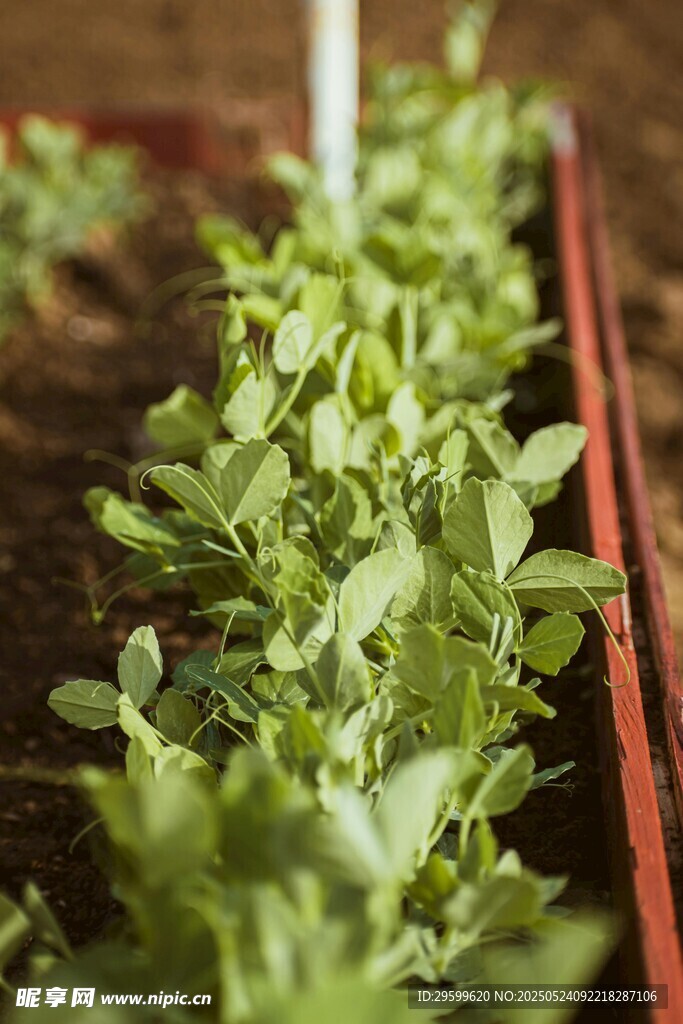 嫩绿菜苗生机盎然