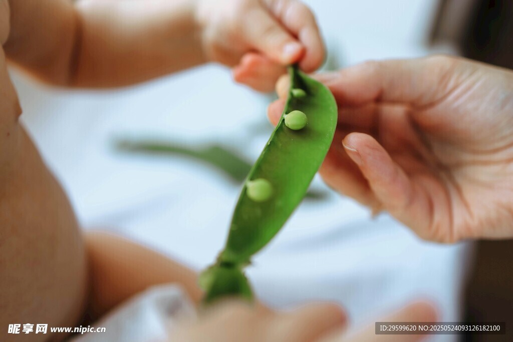 宝宝探索手中的青豌豆