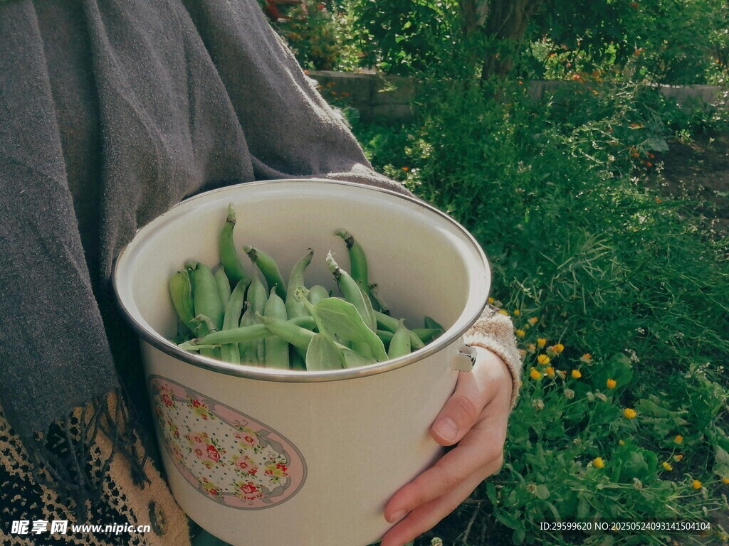 手捧桶中鲜嫩绿色蔬菜