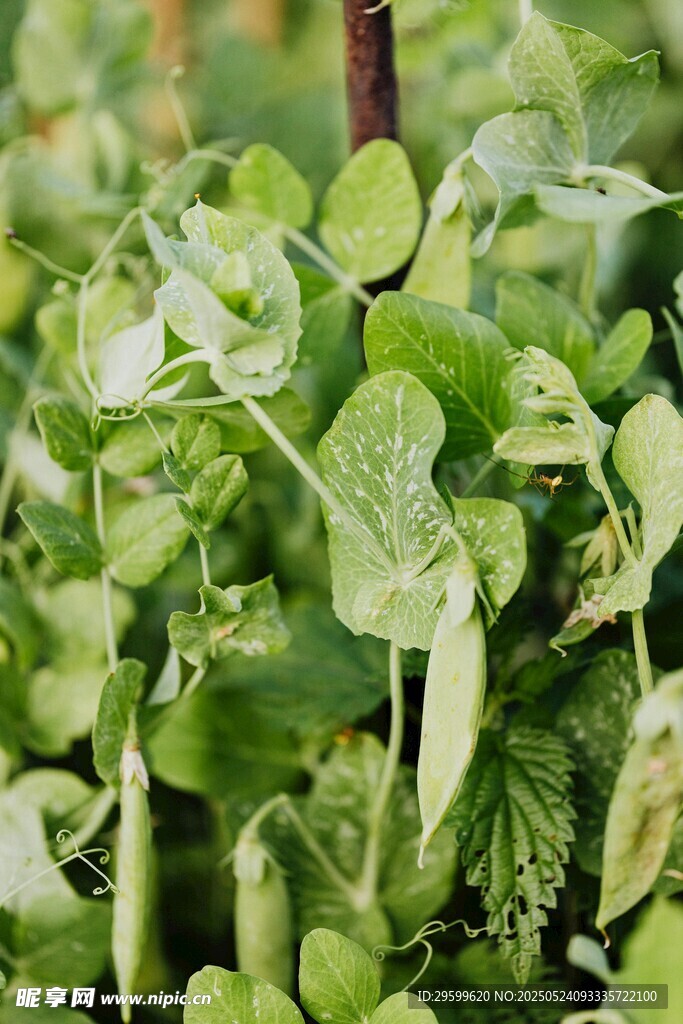 嫩绿豌豆苗生机盎然