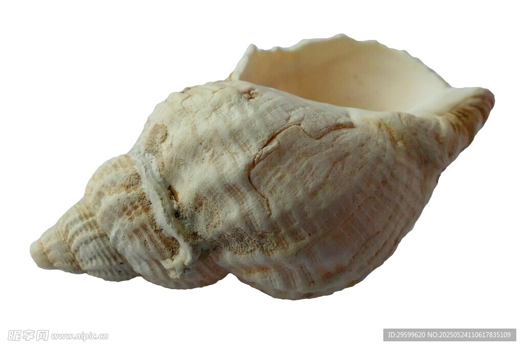 独特海螺贝壳特写