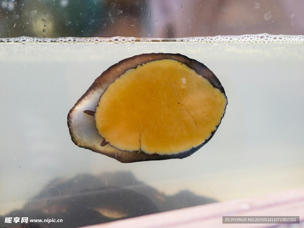 金黄饱满的贝类海鲜