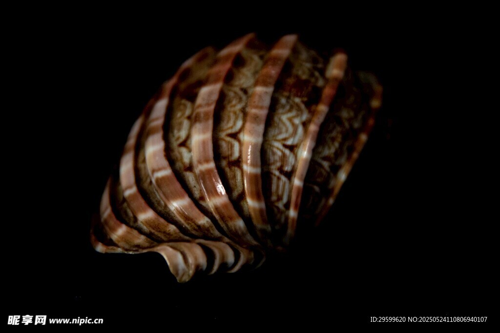 独特花纹的精美贝壳