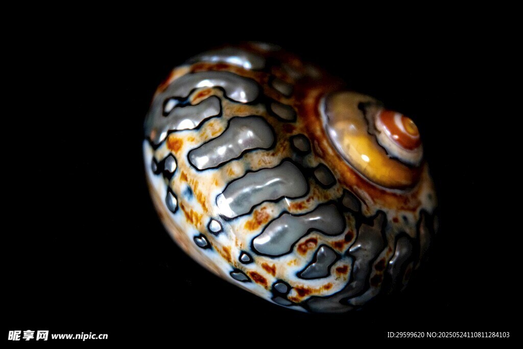 多彩花纹海螺贝壳特写